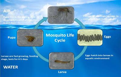 Role of Lectin in the Response of Aedes aegypti Against Bt Toxin